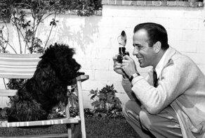 Звезды и их домашние животные