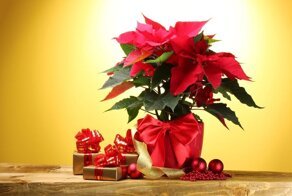 Почему «рождественская звезда» перестает цвести?