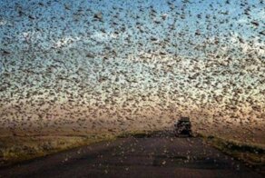 Смерть воробьям? Роковая ошибка человечества
