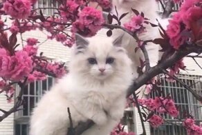 Котики, которых не надо спасать с деревьев. Им и так хорошо