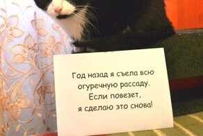 "Положил мышь на лицо хозяйке, так как она..": если бы коты умели разговаривать