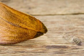 Скорая помощь домашнему саду: как избавить комнатные цветы от желтизны и спасти их от гибели?