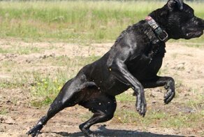 Сторожевая собака: выбираем правильную