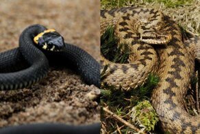 Гадюка или уж: смотрим основные различия двух похожих змей
