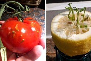 Нетерпеливые семена, которые проросли внутри плодов