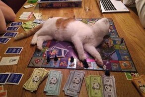 Коты, наглость которых зашкаливает