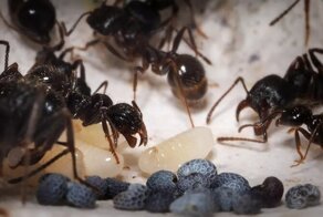 Синдром ломехузы