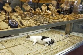 Подтверждение того, что кошки всегда гуляют, где хотят, и никто им не указ