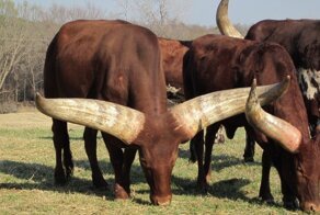 Ватусси: Почему у африканских коров гигантские рога 2,5 метра и весом до 40 кг?