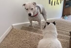 Псу пришлось пойти на хитрость, чтобы пройти мимо грозного кота