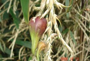 Феномен цветения бамбука