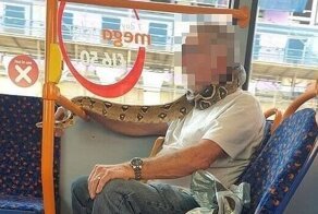 Мужчина проехался в автобусе с огромной змеей на шее