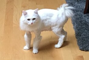 Обрили уже: 30 котов, которым сделали забавные стрижки перед операциями