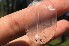 Как выглядит малек камбалы