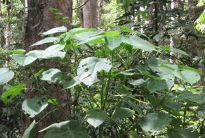 В Австралии вас может ужалить даже дерево