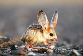 Это животное похоже на помесь кенгуру и покемона!