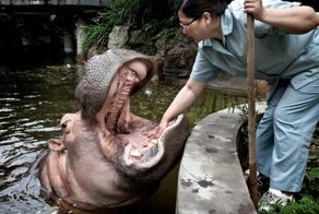 Чистка зубов бегемота в Шанхайском зоопарке