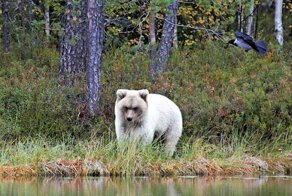 Животные, которых природа наградила необыкновенным окрасом