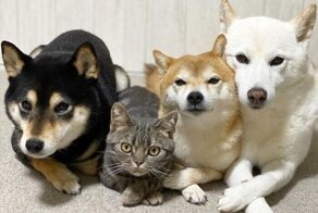 Кот, который прекрасно уживается с собаками