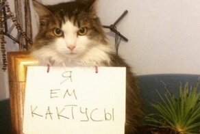 18 пушистых «преступников», которых поймали с поличным и пристыдили