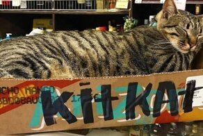 Это не кот живёт у вас, это вы живёте у кота: 16 котиков, которые поселились в магазинах