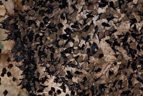 Пещера, где добывают ласточкины гнезда