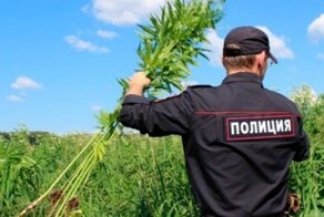 У замглавы наркоконтроля нашли две плантации конопли