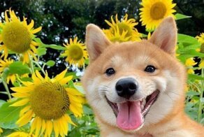 Всегда довольный и улыбчивый пёс Уни