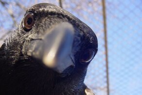 Птицы умирали в полёте: под Саратовом прошёл "дождь" из мёртвых ворон