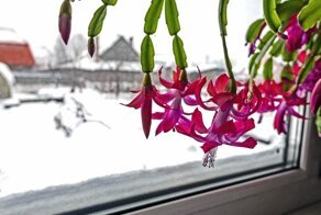 Почему декабрист не цветет в положенное время: причины и способы исправления ситуации