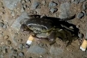 В Индии курящий краб, заметив, что его снимают, пытался удрать с зажжённой сигаретой