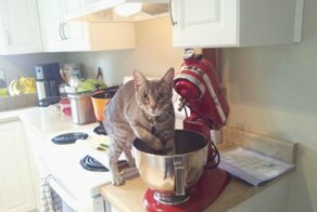 Коты, которые не могут пройти мимо еды хозяев