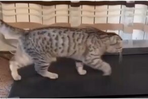 Барсик, поднажми: кот занимается на беговой дорожке