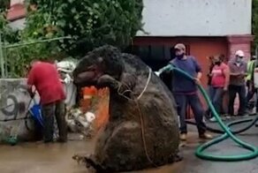 Рабочие вытащили из канализации огромную крысу