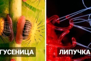 16 макрофотографий нашего удивительного мира