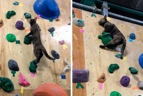 Пушистая чемпионка по скоростному подъему