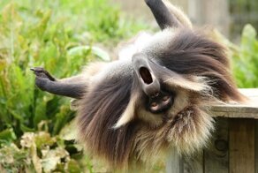 Знакомьтесь, гелада