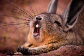 Горная вискаша: Кто понял жизнь, тот не спешит. Вечно сонный житель Анд