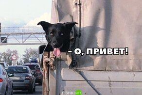 Подборка автомобильных приколов