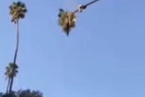 Эпичное видео про обрезку пальмы, после которого по-другому смотришь на свою работу