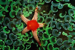 Узоры природы: Морские создания (17 фото)