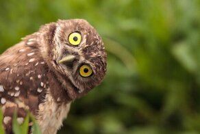 Мифы и правда о животных