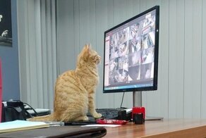 15 котоработников, которым доверили ответственную должность