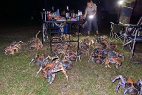 Гигантские крабы испортили пикник австралийской семье