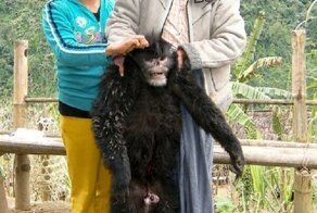 Обнаружен новый вид обезьян