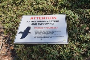 Птицы, которых можно встретить у порога дома в Австралии