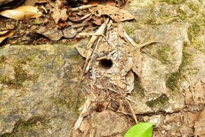 Еще немного австралийских козявок