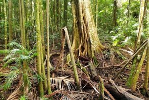 В дождевом лесу в горах штата Queensland, Австралия