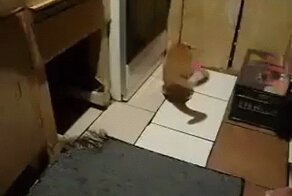 Вдруг, откуда ни возьмись, появился