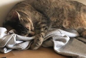 Зверушки, которые могут давать мастер-классы о том, как найти самое удобное место в мире